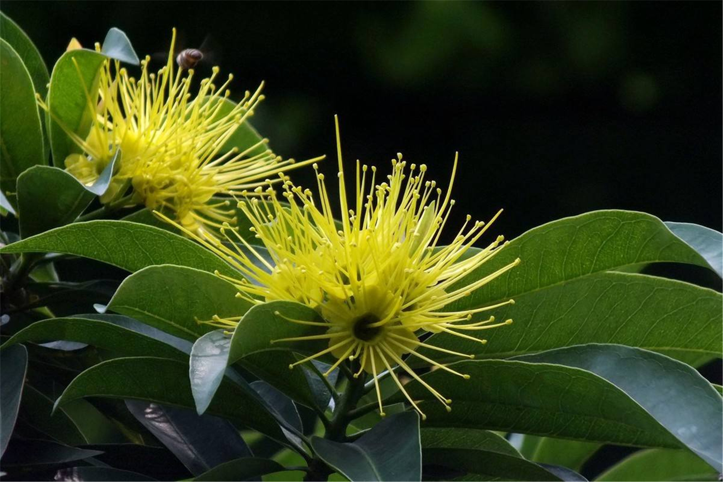  p>海南蒲桃(学名: i>syzygium hainanense /i> chang et miau)是