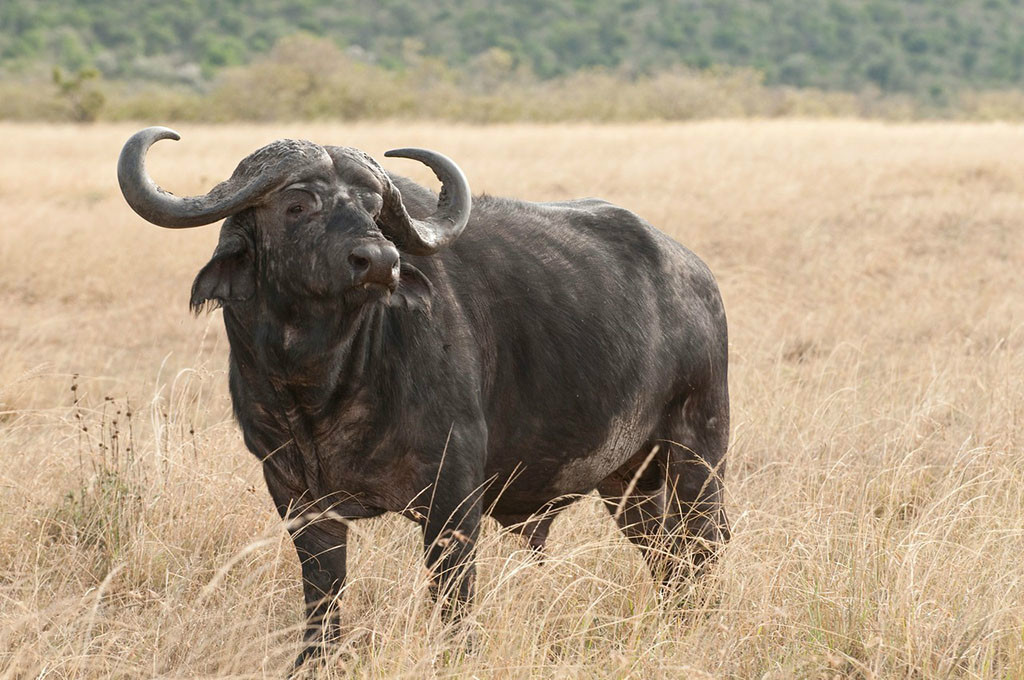  p>牛科( i>bovidae /i>)又叫洞角科,该科动物的角中空,不分叉,固定不