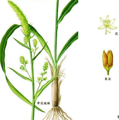  p>复叶披麻草根为双子叶植物药毛茛科植物复叶披麻草的根,可以入药.