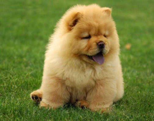 憨态可掬的松狮犬好养么？_百科TA说
