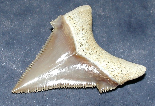 这种鲨鱼体长11米重8吨,性情凶猛,以鲸为食