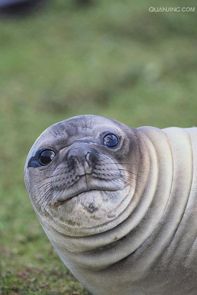  p>南象海豹是一种在近岸水域以南极鱼为食,在其他地方主要吃头足类的