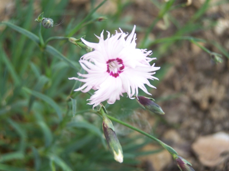  p>尖叶石竹(学名: i>dianthus spiculifolius /i> schur)是石竹科
