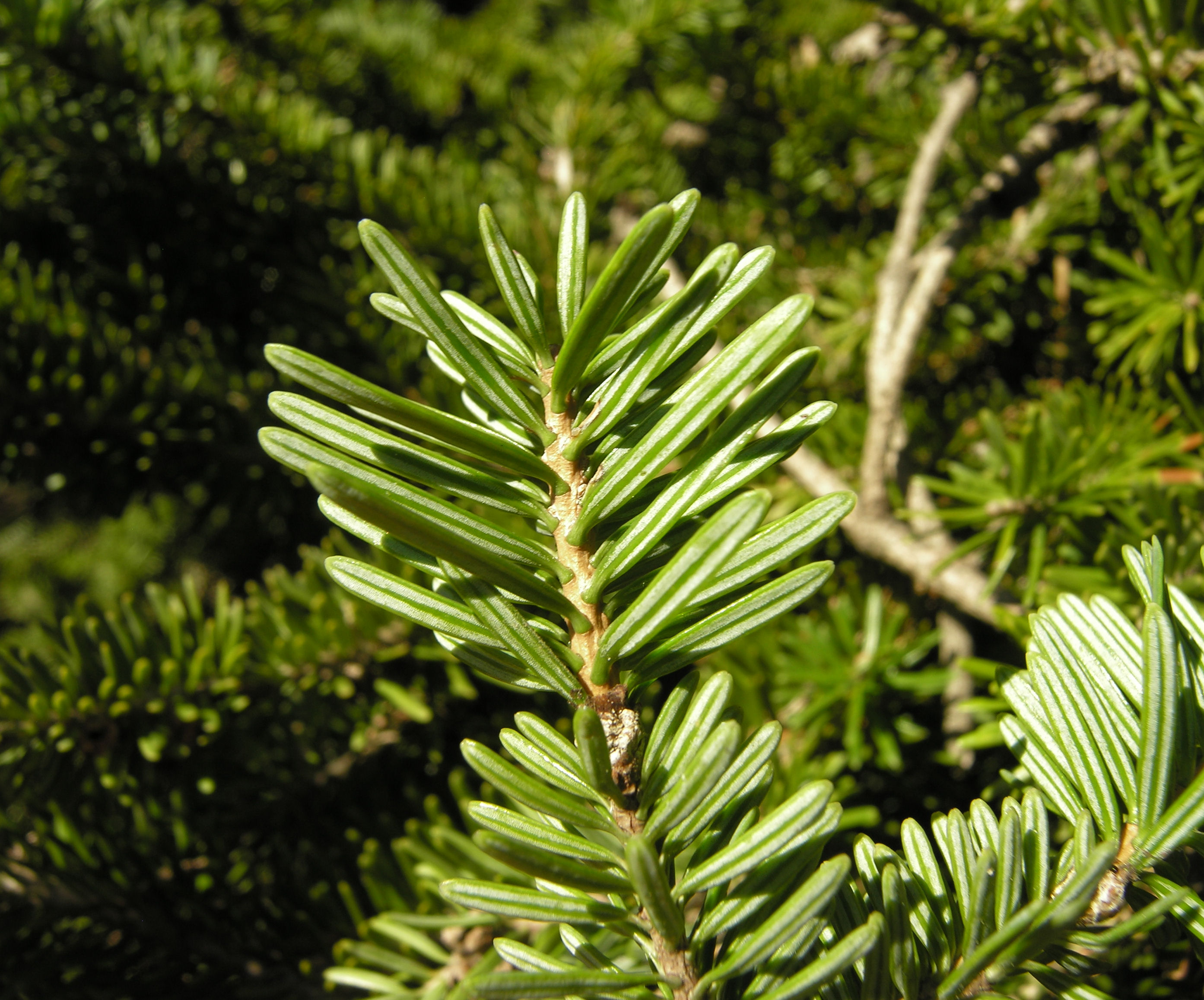 冷杉树(冷杉树脂的功效和作用)