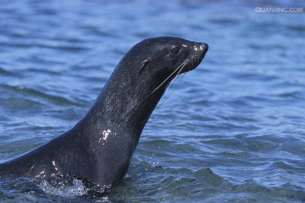  p>南美毛皮海狮(south american fur seal)的皮毛是深灰色.