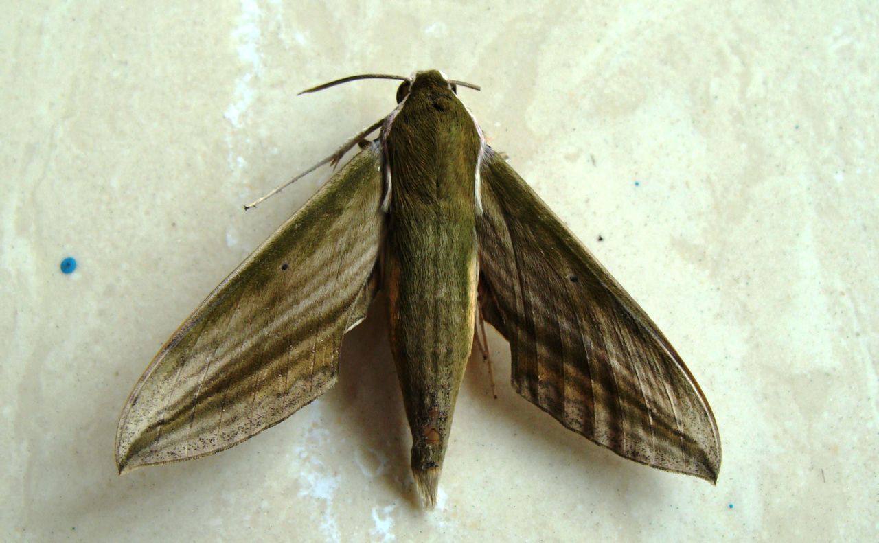 条背天蛾