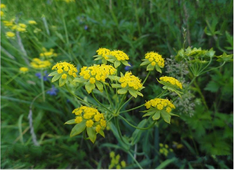为《中国药典》收录的草药,药用部位为伞形科植物柴胡或狭叶柴胡的
