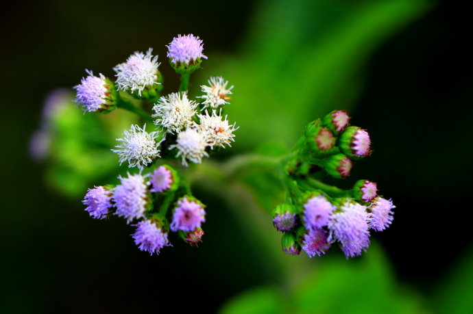  p>大臭草是属于 a href="#" data-lemmaid="15788649">禾本科臭草 /a