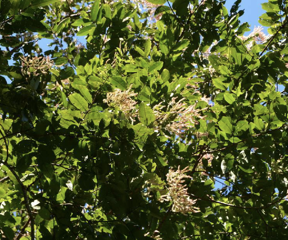  p>千果榄仁(学名: i>terminalia myriocarpa /i> vaniot huerck et