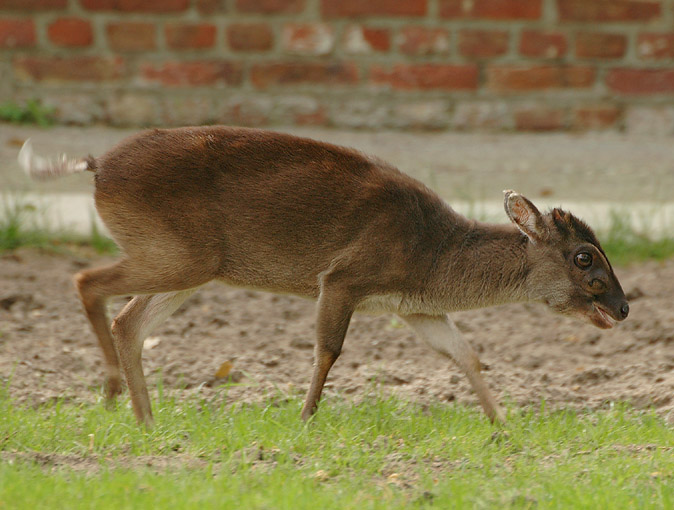 cephalophus monticola