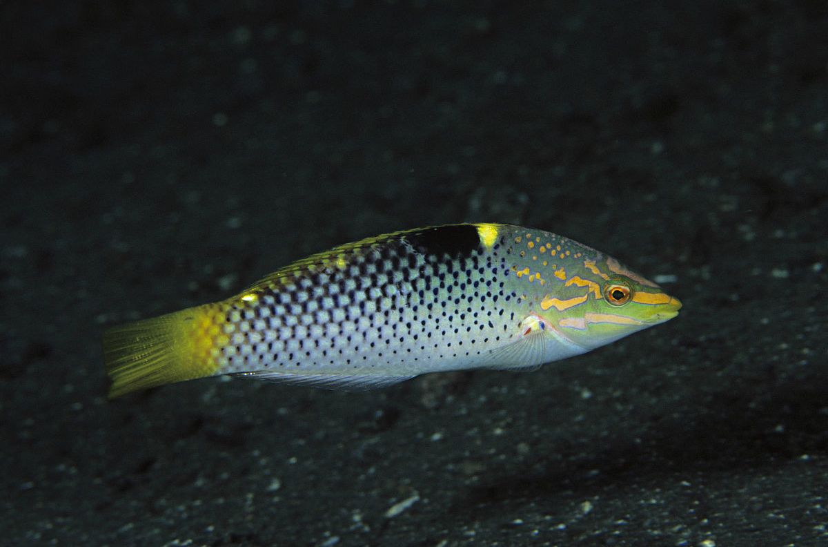  p>花鳍海猪鱼, i>parajulis poecilepterus  /i> (temminck et