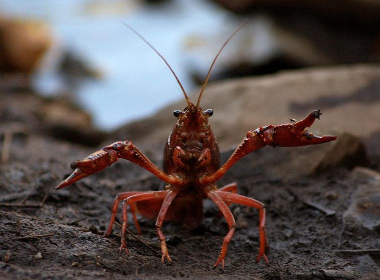  p>小龙虾(学名: i>procambarus clarkii /i>):是甲壳纲,十足目,螯虾