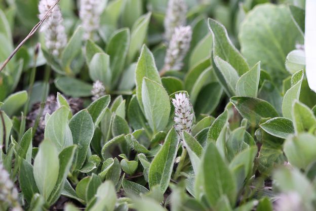  p> b>北极柳 /b>(学名: i>salix arctica /i>)为杨柳科柳属的植物.