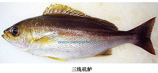  p>三线矶鲈是鲈形目 a href="#" data-lemmaid="7625862">石鲈科 /a>