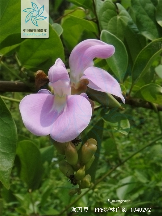  p>海刀豆(学名: i>canavalia&nbsp;rosea /i>&nbsp;(sw.