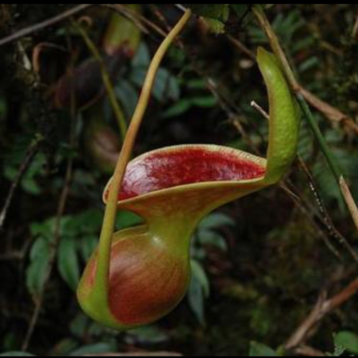  p>劳氏猪笼草[n.