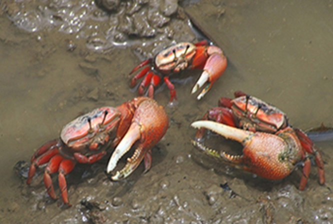  p>火焰招潮蟹(学名:uca flammula)最大的特征是雄蟹具有一对大小悬殊