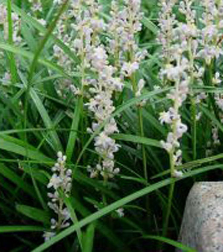  p>长药沿阶草 i>(学名:ophiopogon peliosanthoides wang &amp