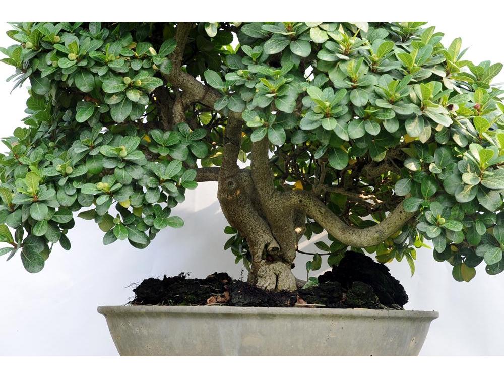  p> b>蔓榕 /b>(学名: i>ficus pedunculosa /i>)为桑科榕属的植物.