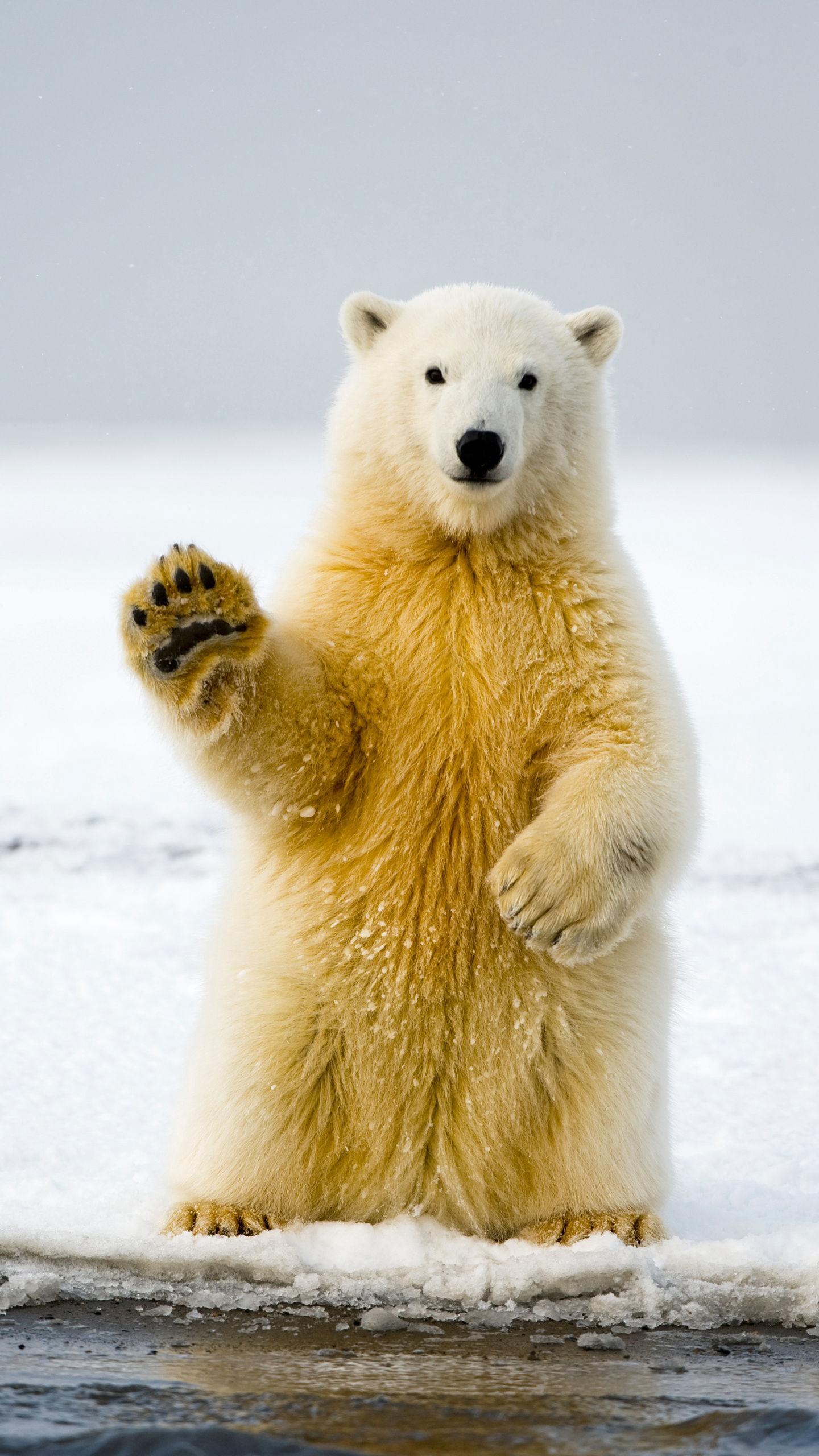 咕噜咕噜美人鱼2