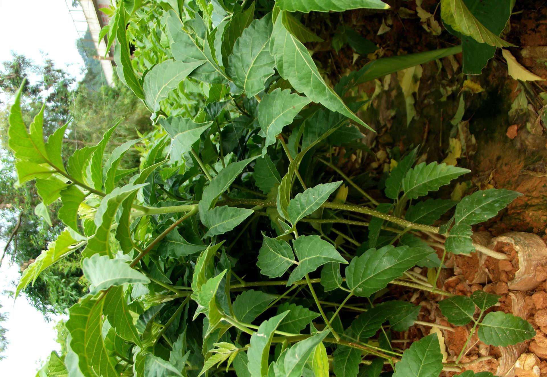 是苦木科鸦胆子属植物.灌木或小乔木;嫩枝,叶柄和花序均被黄色柔毛.