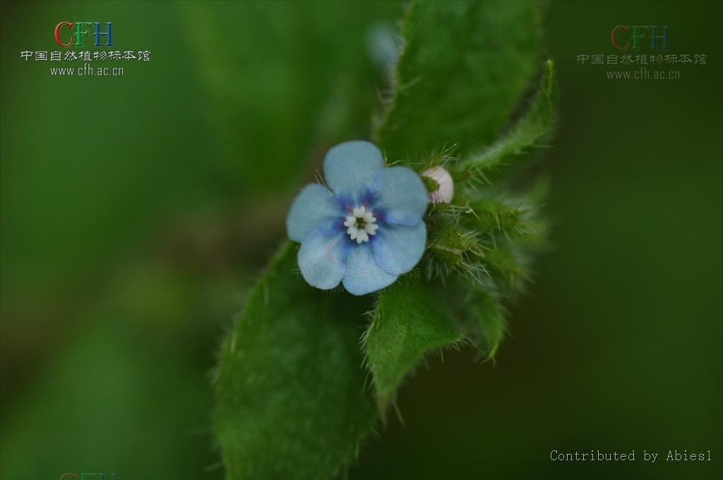  p>柔弱斑种草(学名:bothriospermum tenellum)是紫草科斑种草属的
