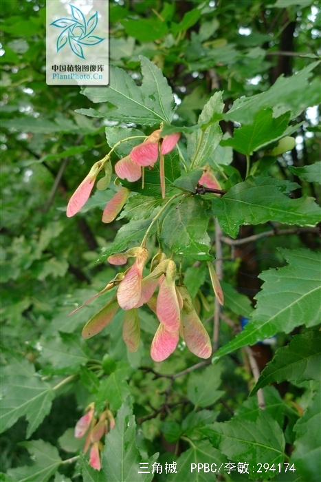  p>三角槭,别名: a target="_blank" href="/item/三角枫/3060892"