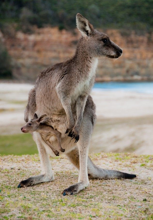  p>荒漠袋鼠(caloprymnus campestris),又名沙漠大袋鼠,是已 a target