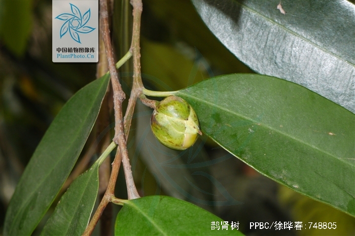  p>鹊肾树(学名: i>streblus asper /i> lour.