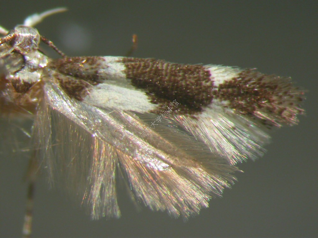  p data-id="gn8n2si1cm">周至树麦蛾,属于鳞翅目,麦蛾科的其中一种