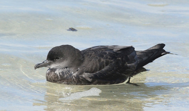 puffinus tenuirostris