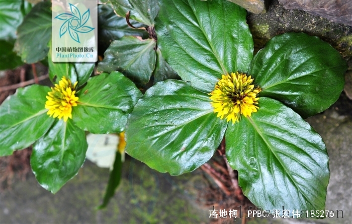  p> b>落地梅 /b>(学名: i>lysimachia paridiformis /i>)为 a target