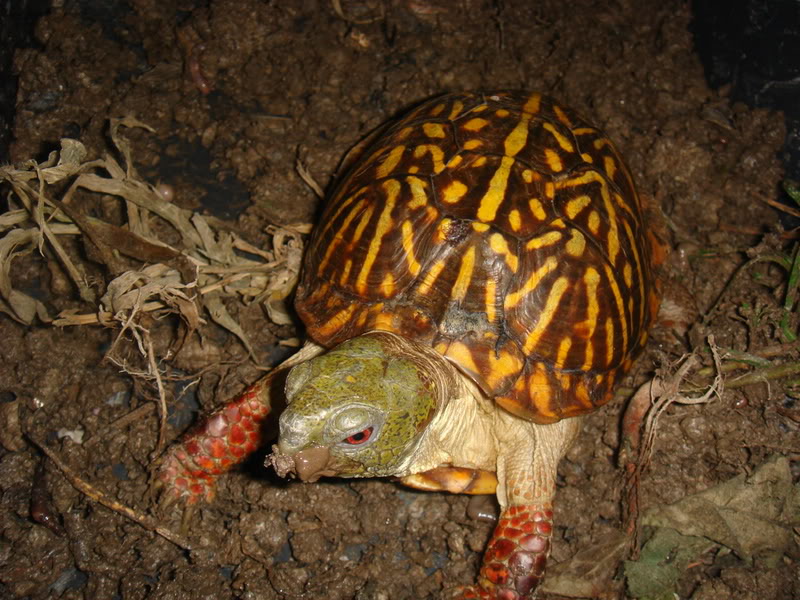  p>箱龟是几种水龟科(emydidae) a href="#" d