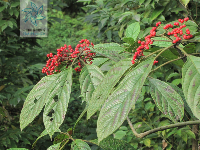  p>三叶荚蒾,为 a href="#" data-lemmaid="6763949">忍冬科 /a>,荚蒾