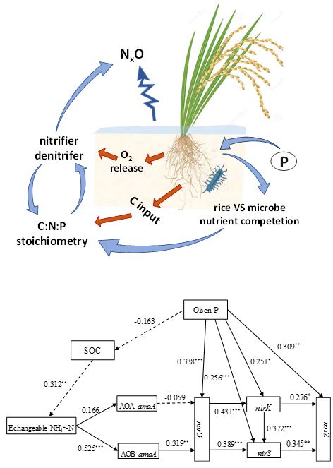  p>氮循环(nitrogen cycle)是描述 a href="#" data-lemmaid="4760765