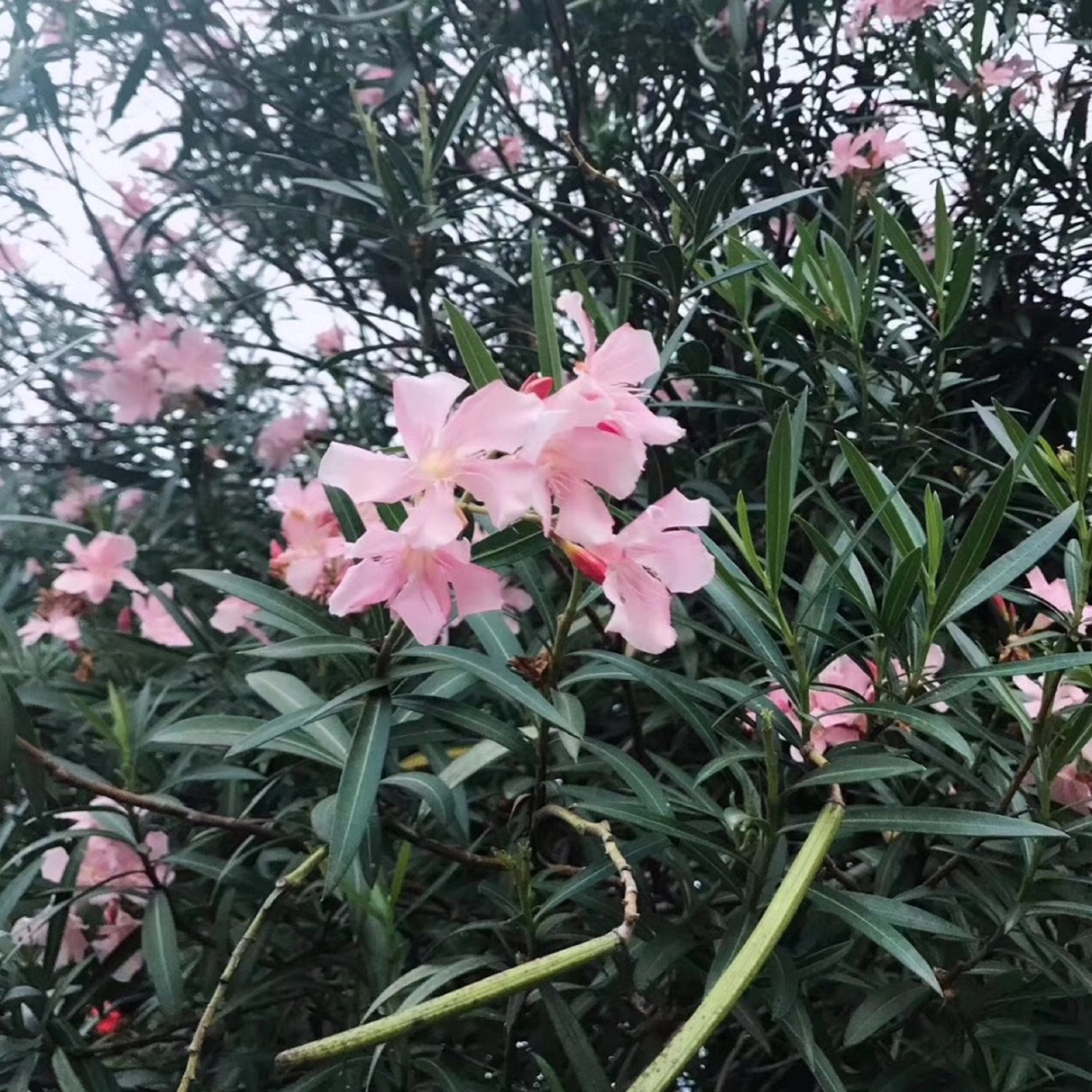  p>贵阳药用植物园于1984年7月经 a href="#" data-lemmaid="6103408"