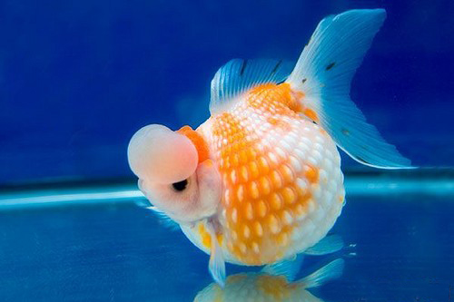  p>红白珍珠皇冠是一种鱼,头尖腹圆,体似皮球.