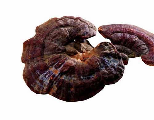  p>闽南灵芝,拉丁学名 ganoderma,担子果一年生,有柄,木栓质到木质.