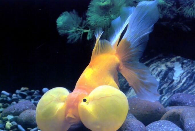  p>烛光鱼是 a href="#" data-lemmaid="1195405">硬骨鱼纲 /a>, a