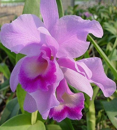 ="17262">蝴蝶兰 /a>, a href="#" data-lemmaid="177678">大花蕙兰 