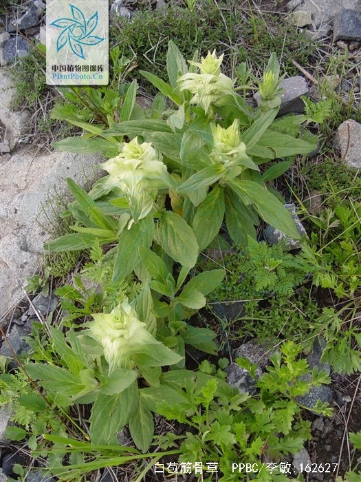 白苞筋骨草