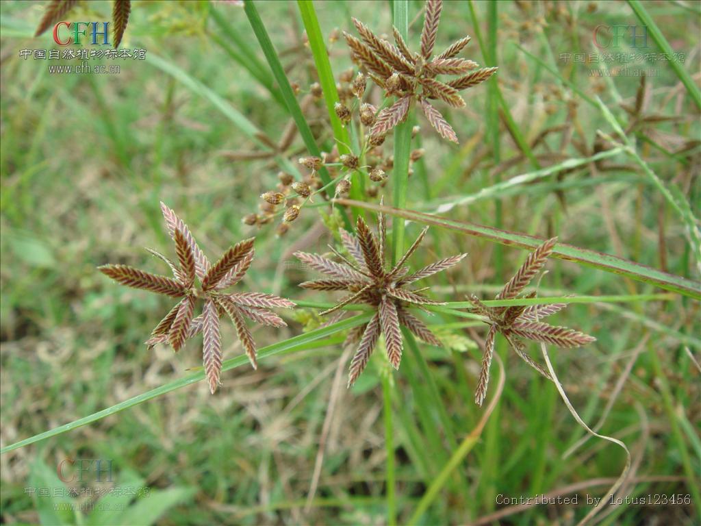 别名: a target="_blank" href="/item/球穗扁莎草/10682761" data