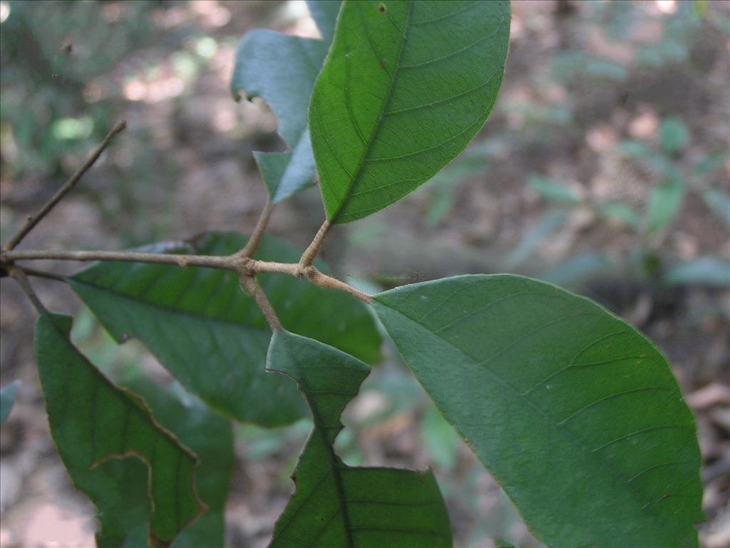  p>福建青冈(学名: i>cyclobalanopsis chungii  /i>(metc.) y. c.