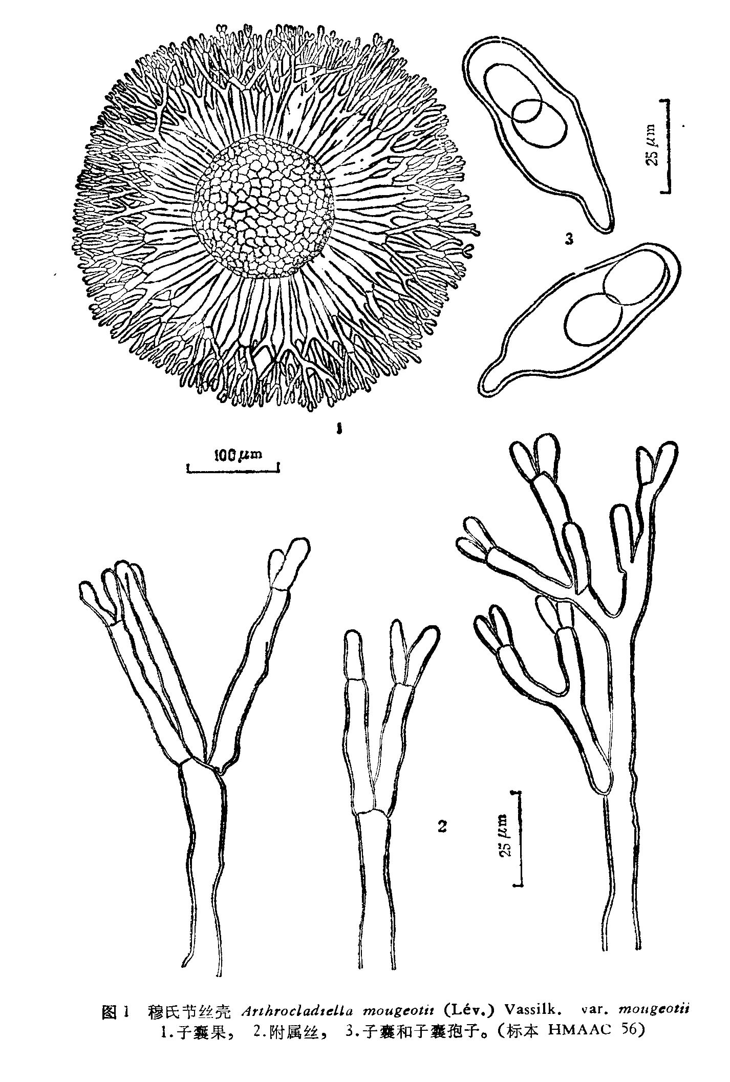 成片,盖满全叶; a target="_blank" href="/item/分生孢子/3447344"