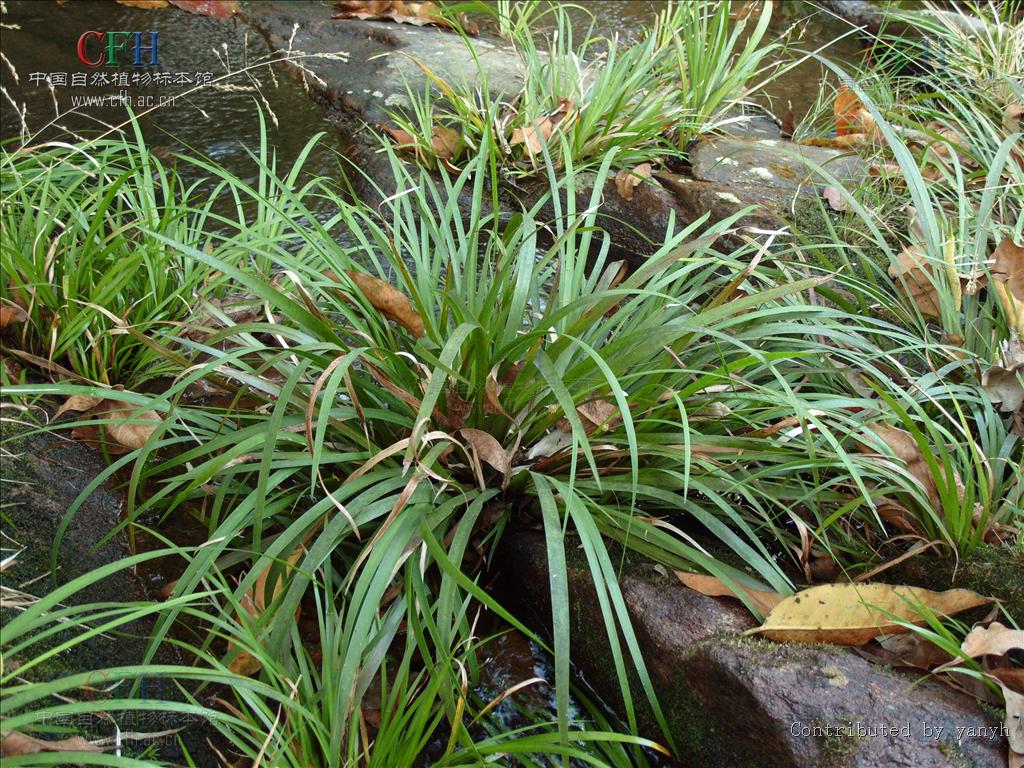  p>菖蒲属(学名:acorus l.