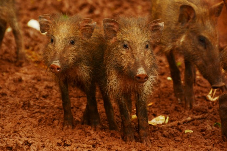  p>爪哇野猪(学名: i>sus verrucosus /i>):是 a data-lemmaid="