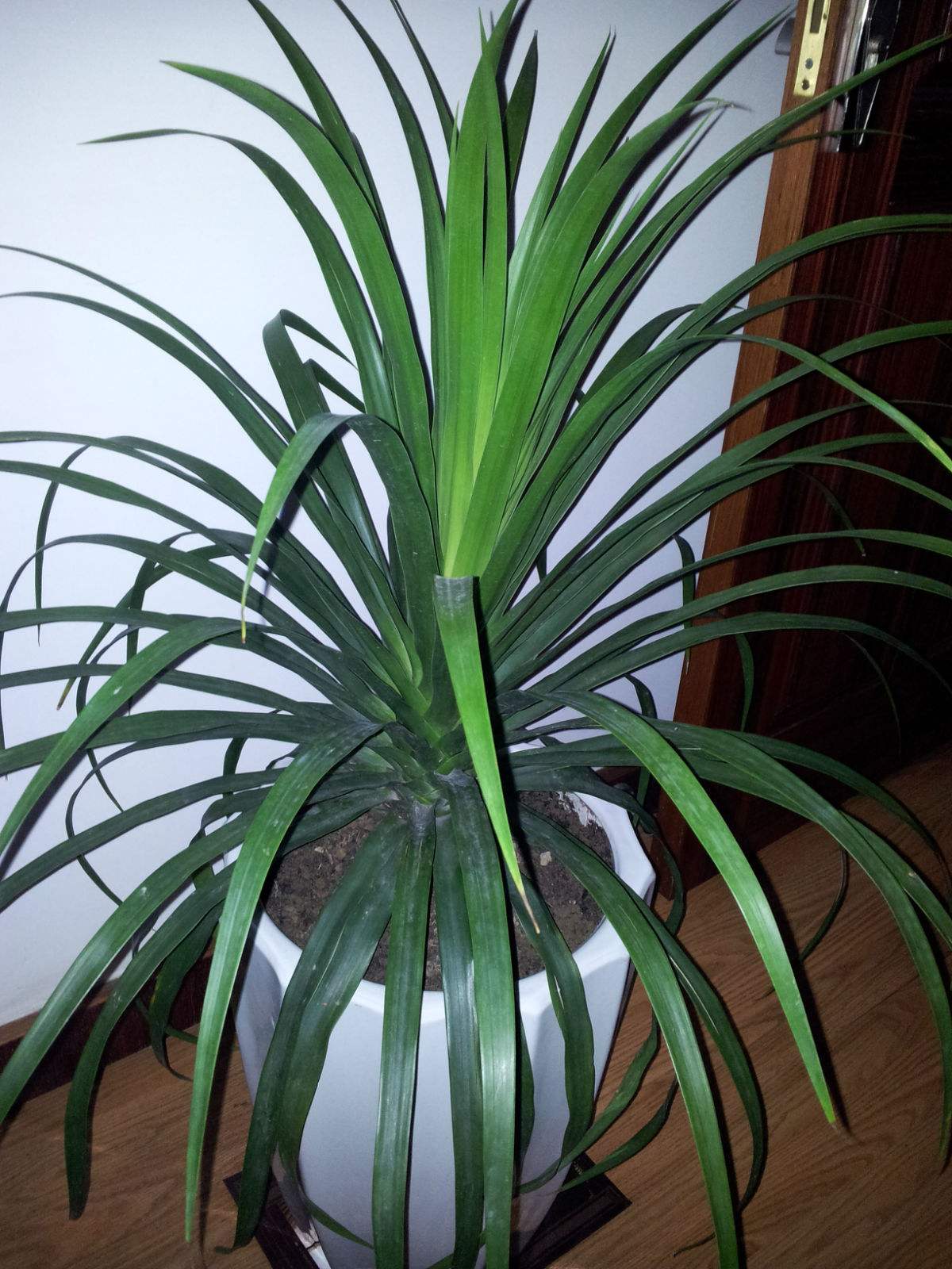  p data-id="gnwk6uhudx">龙须兰(学名:bulbophy