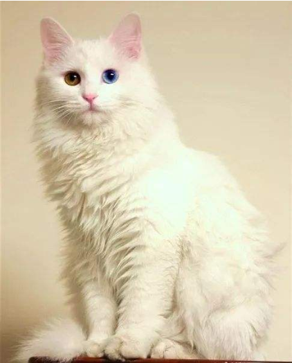 临清狮子猫，中国古文化的活体遗产_百科TA说