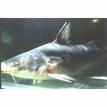  p>长吻体裸露无鳞,头顶为皮肤所盖,仅枕骨部裸露.