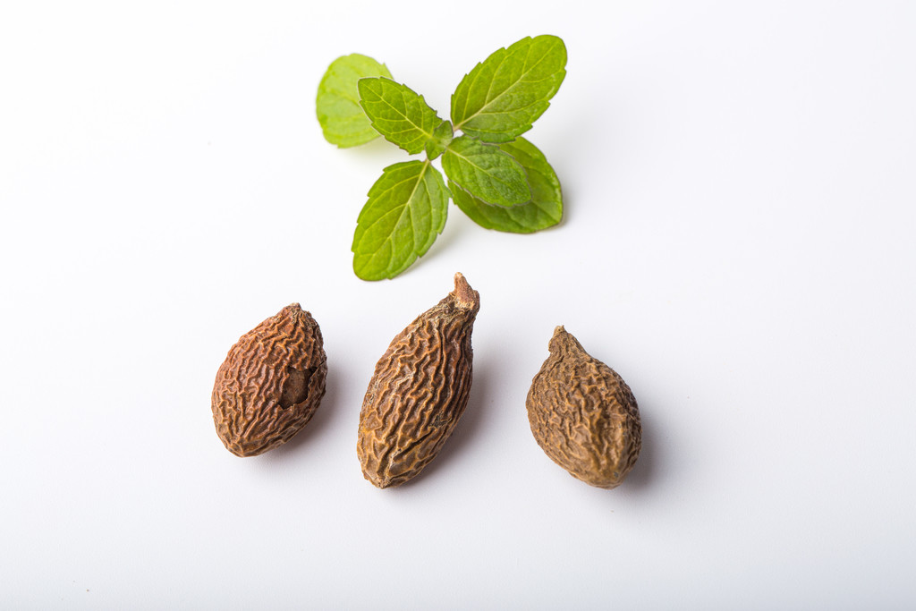 scaphium wallichii schott et endl.